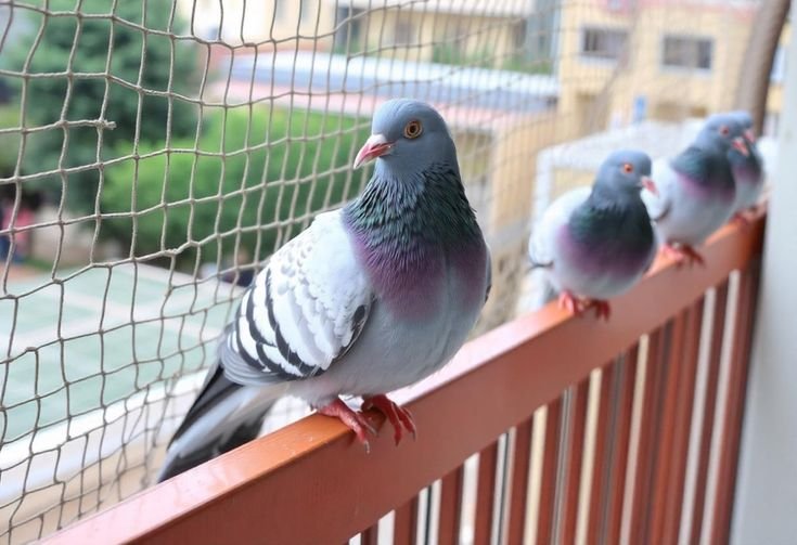 Pigeon Safety Nets in Chennai